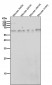 Anti-TRAF6 Rabbit Monoclonal Antibody